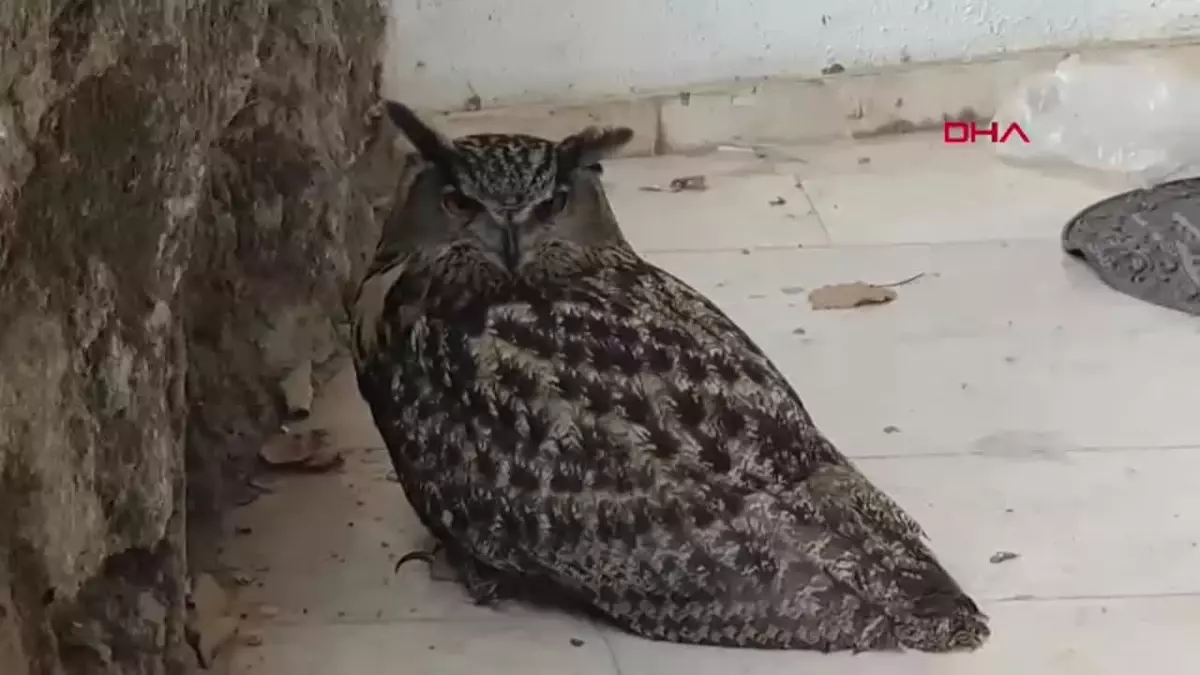 Nesli Tehlikedeki Puhu Kuşu Tedaviye Alındı, Ancak Hayatını Kaybetti